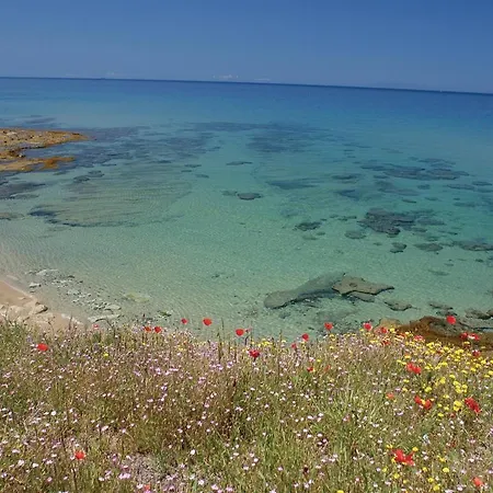 Gemma Delle Mimose 5c